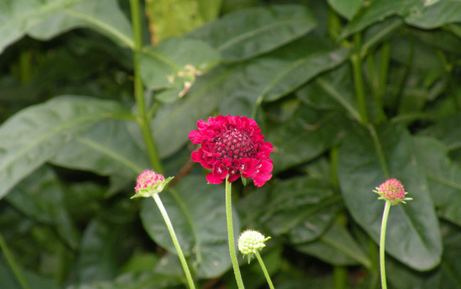 Обои картинки фото цветы, скабиоза