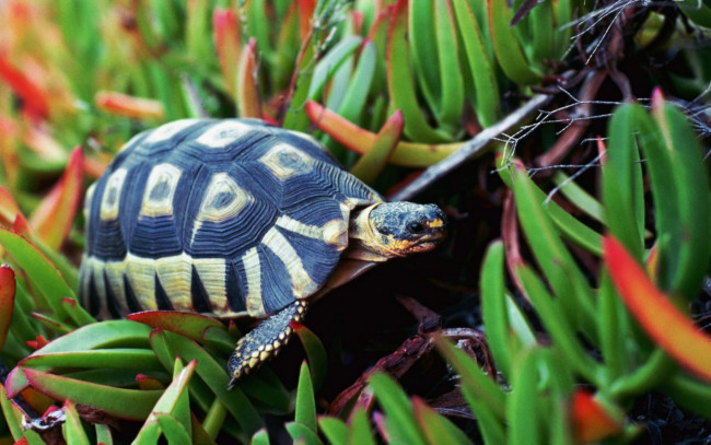 Обои картинки фото животные, Черепахи