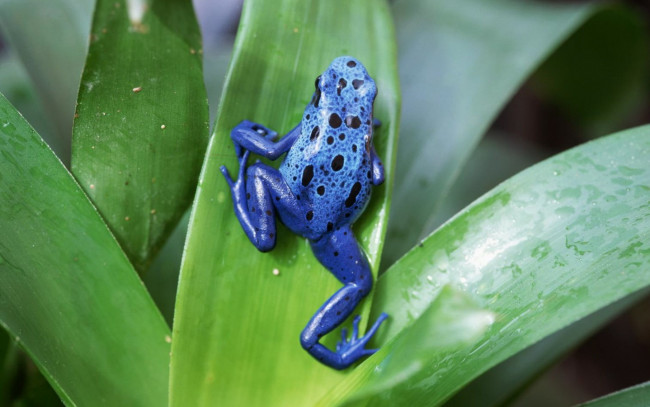 Обои картинки фото животные, лягушки