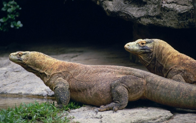 Обои картинки фото животные, Ящерицы, игуаны, вараны