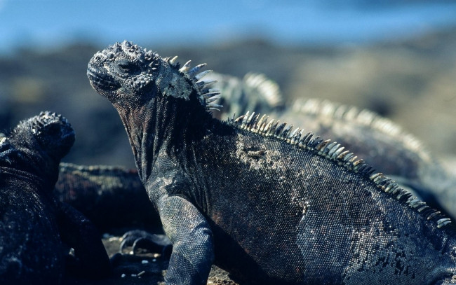 Обои картинки фото животные, Ящерицы, игуаны, вараны