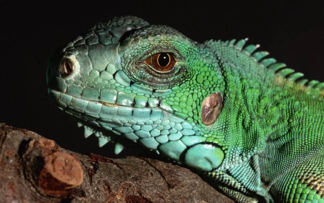 Обои картинки фото животные, Ящерицы, игуаны, вараны