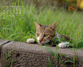 Картинка календари животные