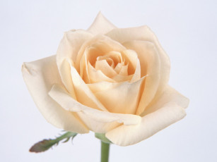 обоя цветы, розы