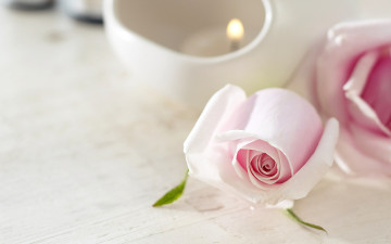 обоя цветы, розы