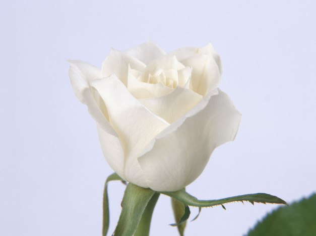 Обои картинки фото цветы, розы