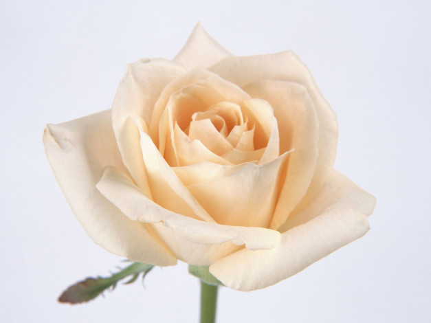 Обои картинки фото цветы, розы