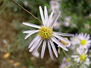 Картинка цветы