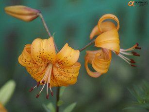 Картинка цветы лилии лилейники