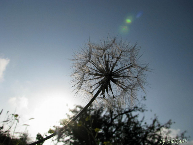 Обои картинки фото цветы, луговые, полевые