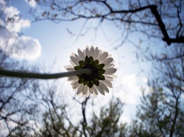 Обои картинки фото цветы, ромашки