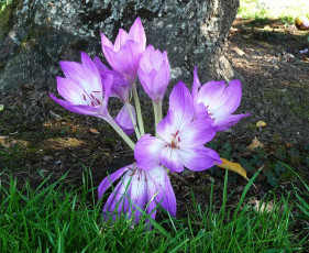 Картинка безвременник осенний цветы крокусы трава