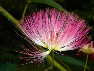 Картинка цветы акация лепестки