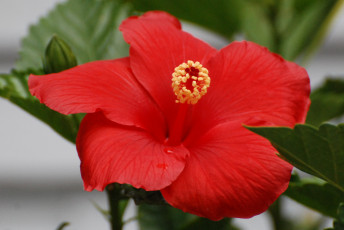 Картинка цветы гибискусы лепестки