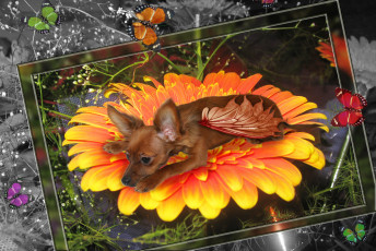 Картинка разное компьютерный дизайн терьер цветок бабочки