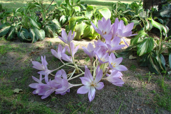 Картинка безвременник осенний цветы крокусы хрупкий сиреневый