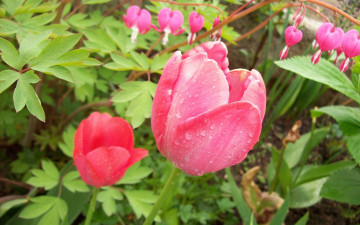 Картинка цветы разные вместе тюльпан дицентра капли