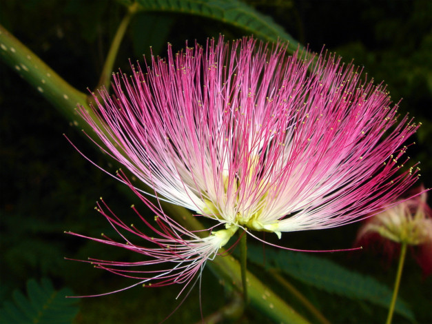 Обои картинки фото цветы, акация, лепестки