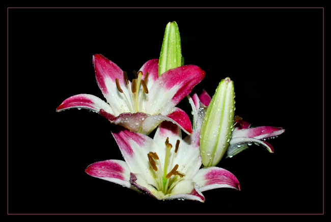 Обои картинки фото цветы, лилии, лилейники, лепестки