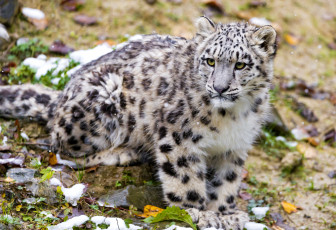 Картинка животные снежный барс ирбис малыш пятна