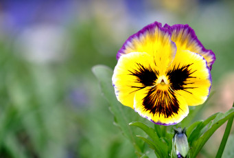 Картинка цветы анютины глазки садовые фиалки виола