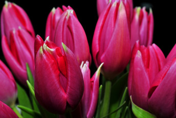 Картинка цветы тюльпаны бутоны малиновый