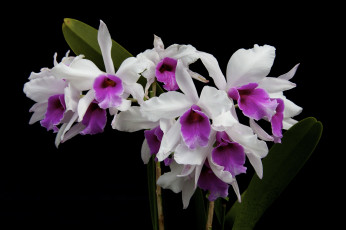 Картинка цветы орхидеи
