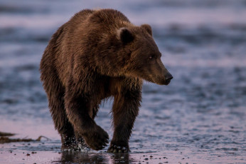 Картинка животные медведи топтыгин