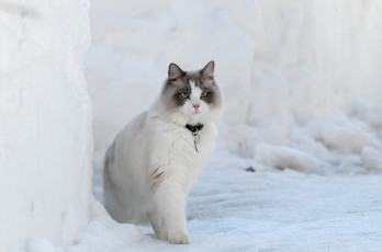 Картинка животные коты снег