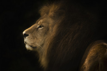 Картинка животные львы профиль