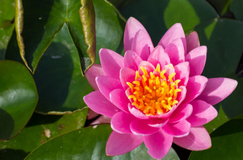 Картинка цветы лилии водяные нимфеи кувшинки розовый