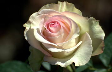 Картинка цветы розы лепестки