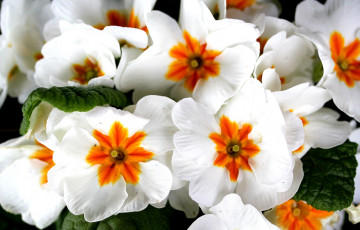 Картинка цветы примулы белый