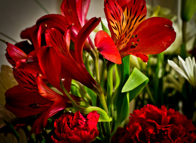 Обои картинки фото цветы, альстромерия, альстромерии