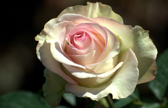 Обои картинки фото цветы, розы, лепестки