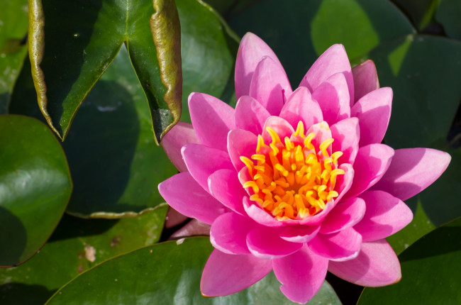 Обои картинки фото цветы, лилии, водяные, нимфеи, кувшинки, розовый