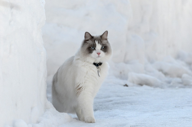 Обои картинки фото животные, коты, снег