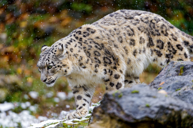 Обои картинки фото животные, снежный, барс, ирбис, хищник