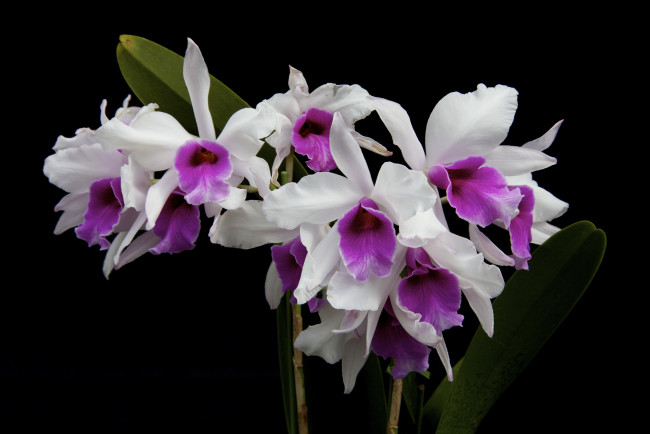 Обои картинки фото цветы, орхидеи