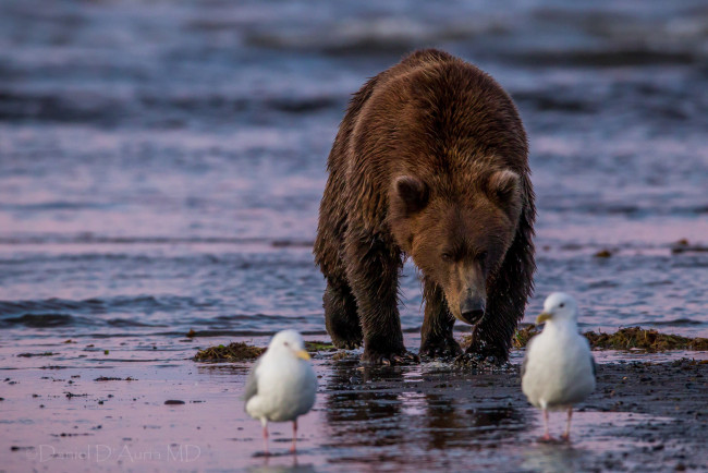 Обои картинки фото животные, разные, вместе, медведь, птицы, чайки