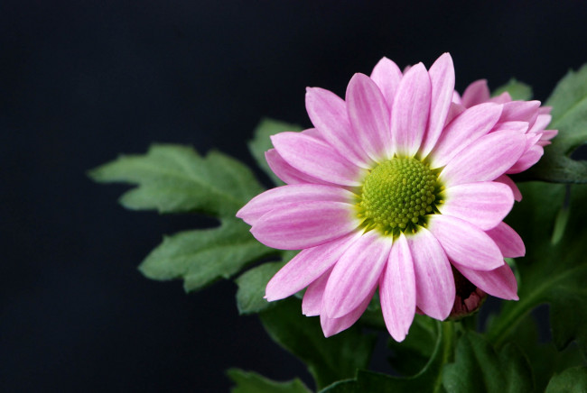 Обои картинки фото цветы, хризантемы, розовый, макро