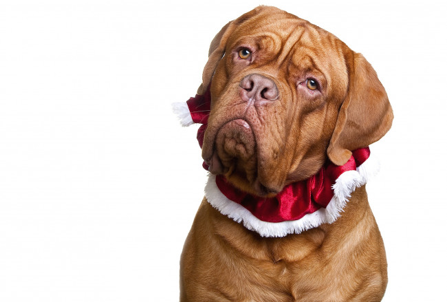 Обои картинки фото животные, собаки, морда, дог