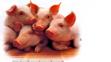 Картинка календари компьютерный+дизайн свинья поросенок