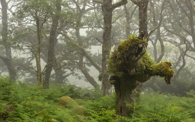 Обои картинки фото природа, лес, простор