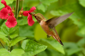 Картинка животные колибри martin dollenkamp