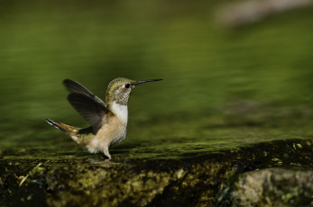 Картинка животные колибри martin dollenkamp