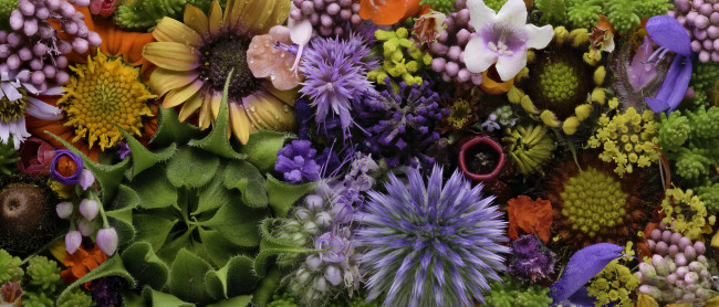 Обои картинки фото цветы, разные вместе, martin, dollenkamp, текстура, бутоны