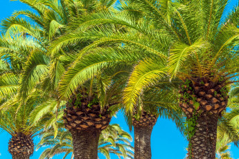 Картинка природа деревья пальма тропики