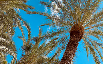 Картинка природа деревья пальма тропики