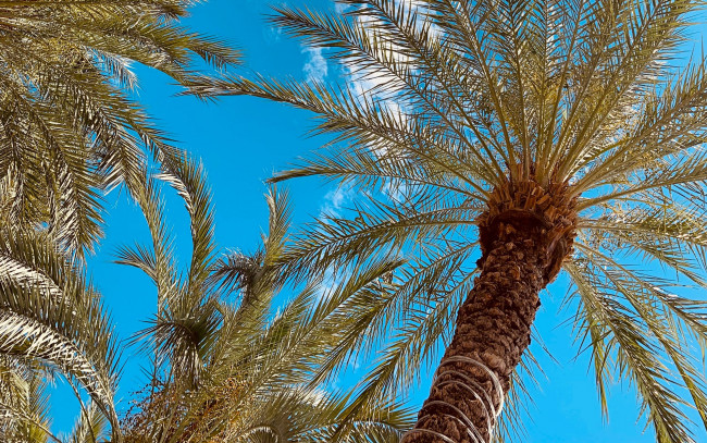 Обои картинки фото природа, деревья, пальма, тропики